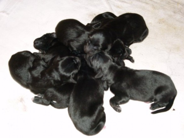 A-Wurf Tag 3: Die Tage nach der Geburt