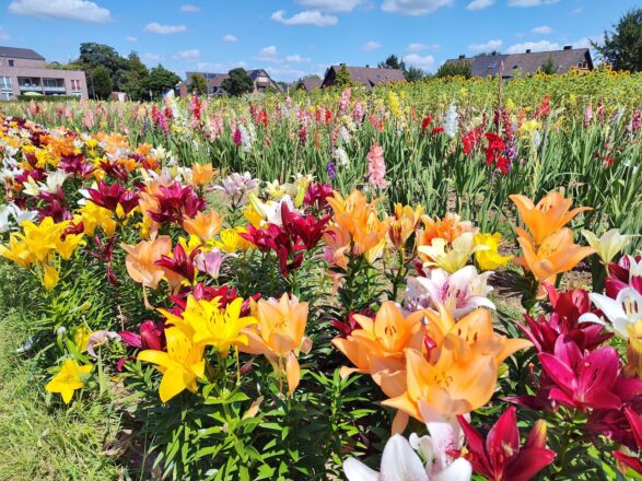 Sommerblumen überall