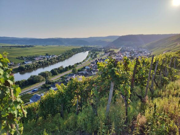 Weinberge in der Abendsonne