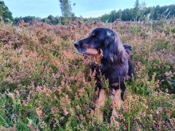 Rund um die Ohligser Heide