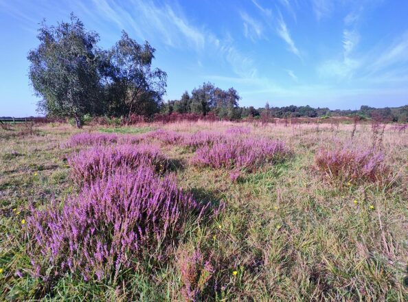 Vom Poelvenn in die Wankumer Heide