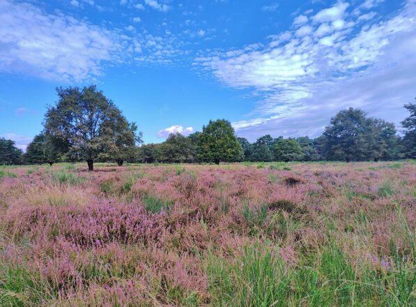 Wahner Heide, mittlerer Teil