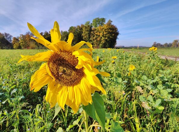 Endlich wieder Sonne