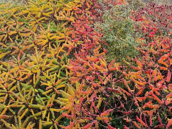 Das Herbstbunt ist da