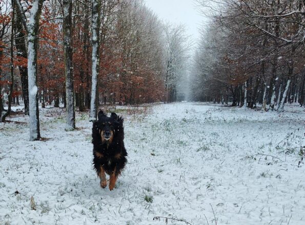 Mit Doxi durch den Schneematsch