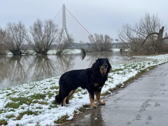 Erstes Rheinhochwasser 2025