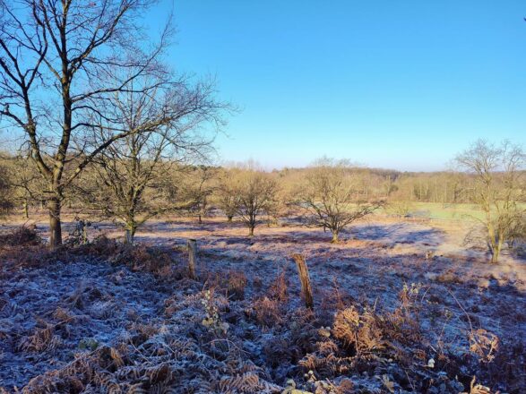 Hildener Heide im Winter