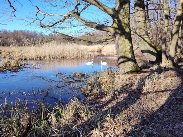 Im Inneren Unterspreewald