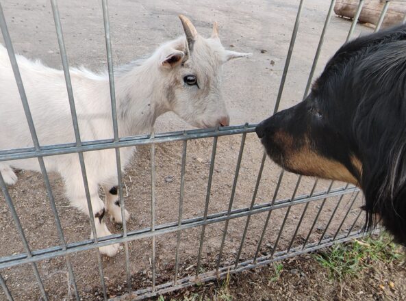 Zwischen Tierpark und Basaltpark