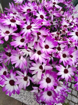 Rund um die Burg Battenberg