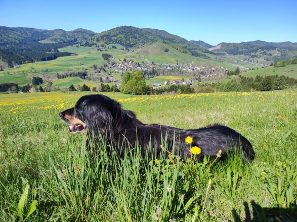 Doxi wird 12