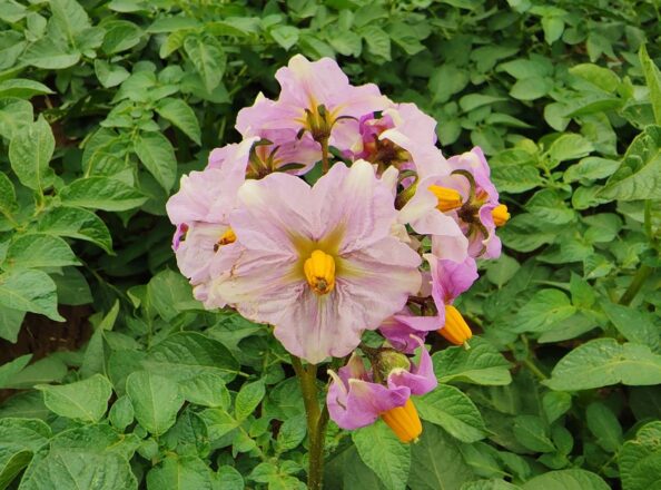 Hier blüht der Kartoffelbrei