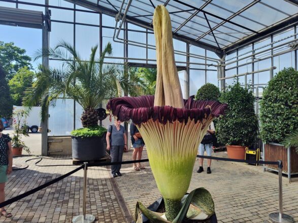 So ein süßer Riesen-Stinker