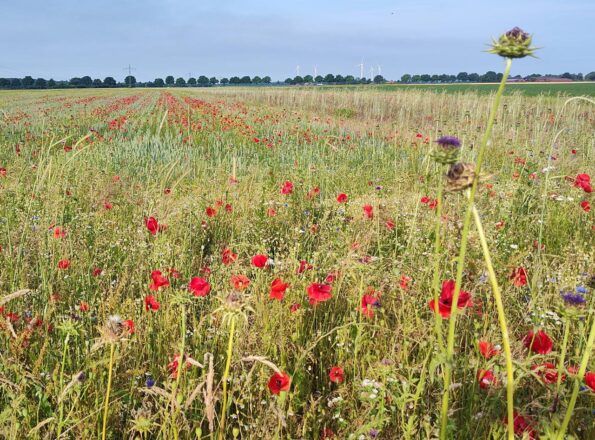 25 km Heimatrunde bei 32 Grad