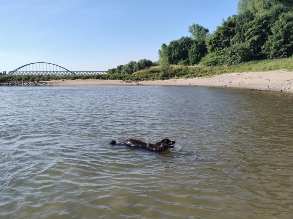 Letztes Rheinschwimmen für Doxi?