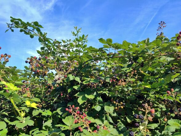 Die Brombeeren sind reif 2025