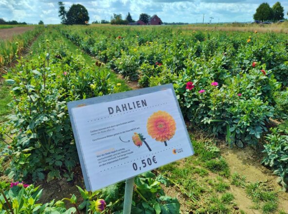 Die bunten Blumen sind wieder da