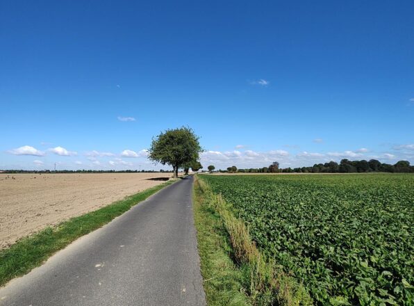 Vom Feld in die Pfanne