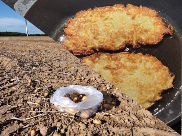 Vom Feld in die Pfanne