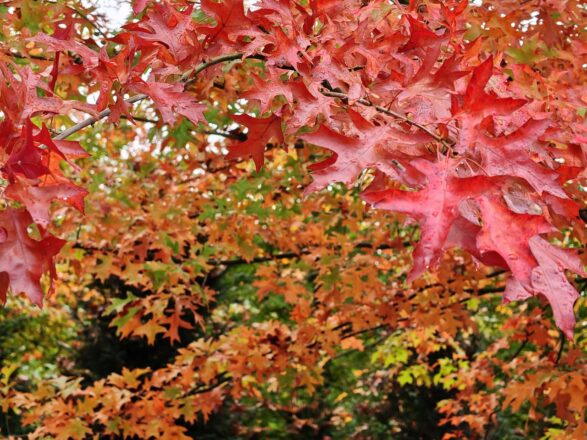 Bäume bunt, Himmel grau