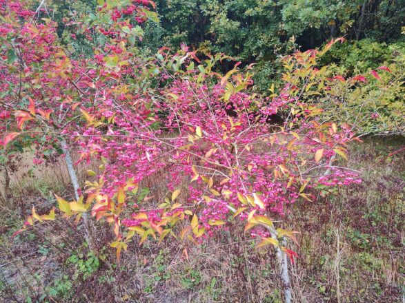 Erich Kästner: Der Oktober