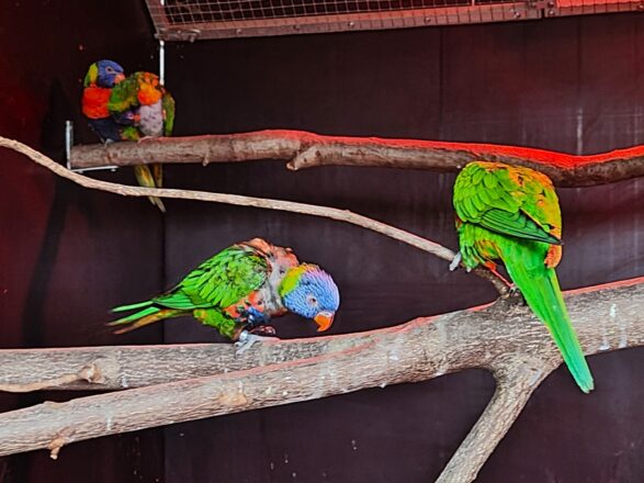 Weltvogelpark Walsrode