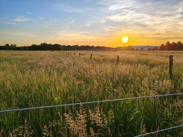 So schön gerade, abends im Feld