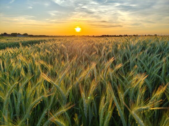 So schön gerade, abends im Feld