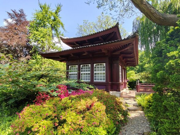 Japanische Rhododendren