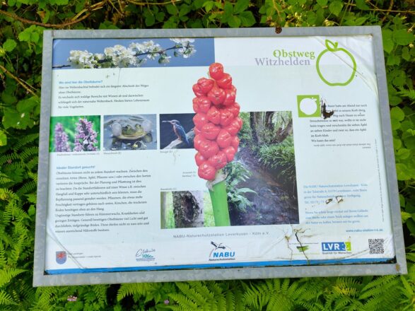 Obstweg Witzhelden