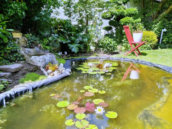 Die Seerosen im Garten blühen